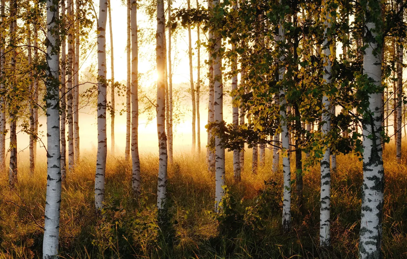Photo wallpaper summer, the sun, trees, morning, birch, grove