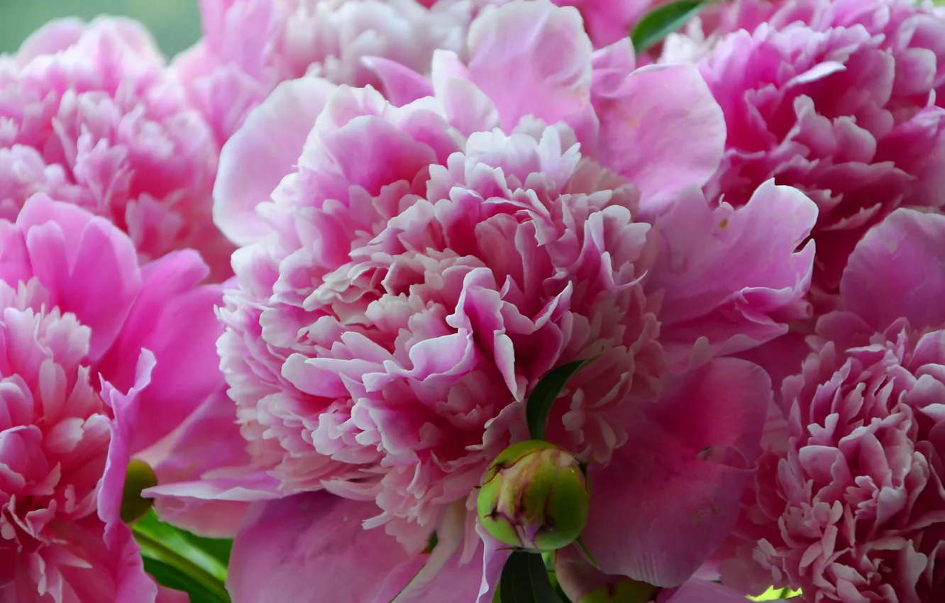 Photo wallpaper summer, flowers, close-up, green, beautiful, pink, beautiful Wallpaper, peonies