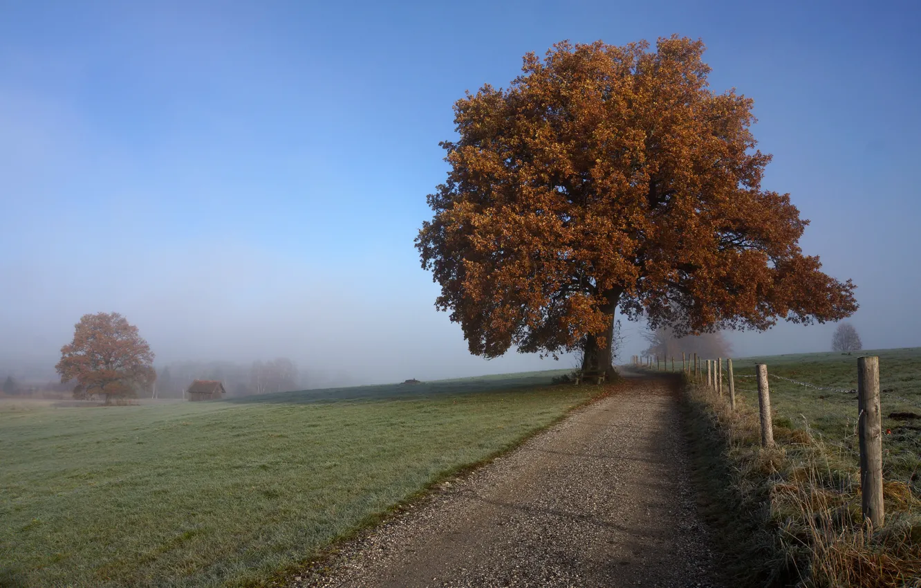 Photo wallpaper road, autumn, trees, fog