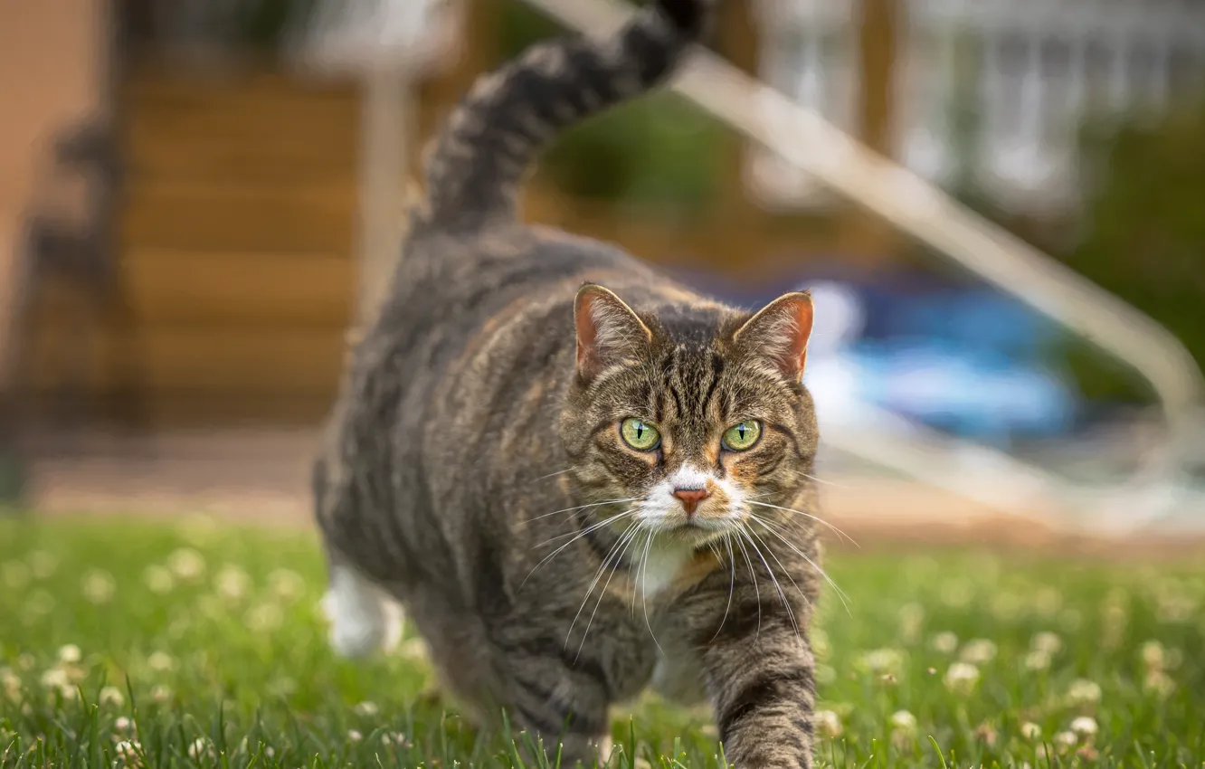 Photo wallpaper cat, cat, grey, yard, walk, striped