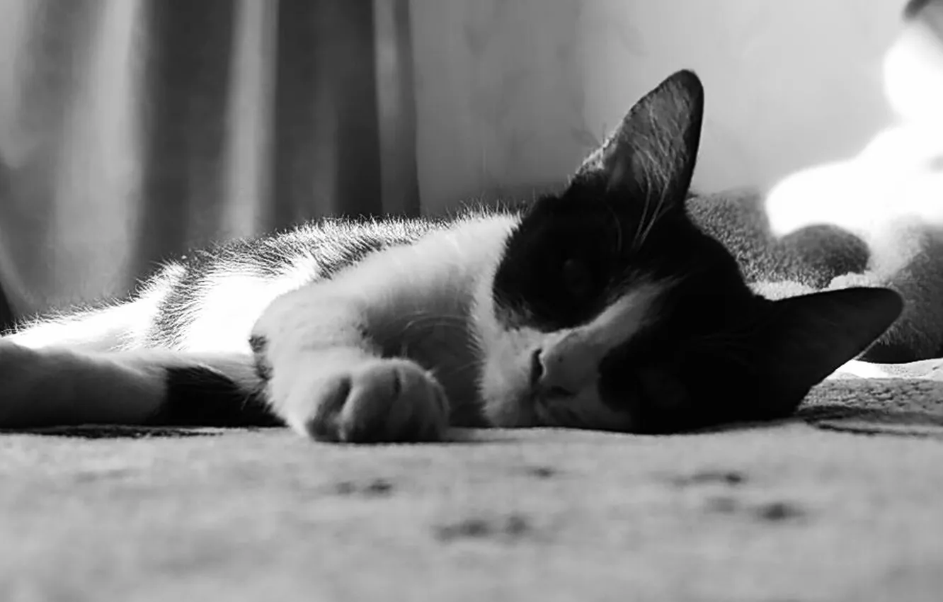Photo wallpaper black and white, kitty, kitty