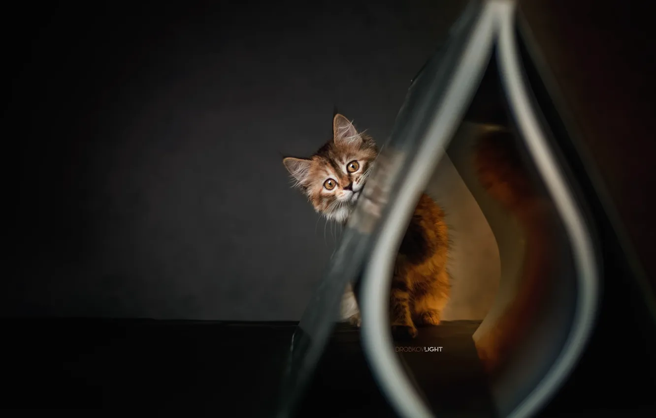 Photo wallpaper look, kitty, Alexander Drobkov-Light
