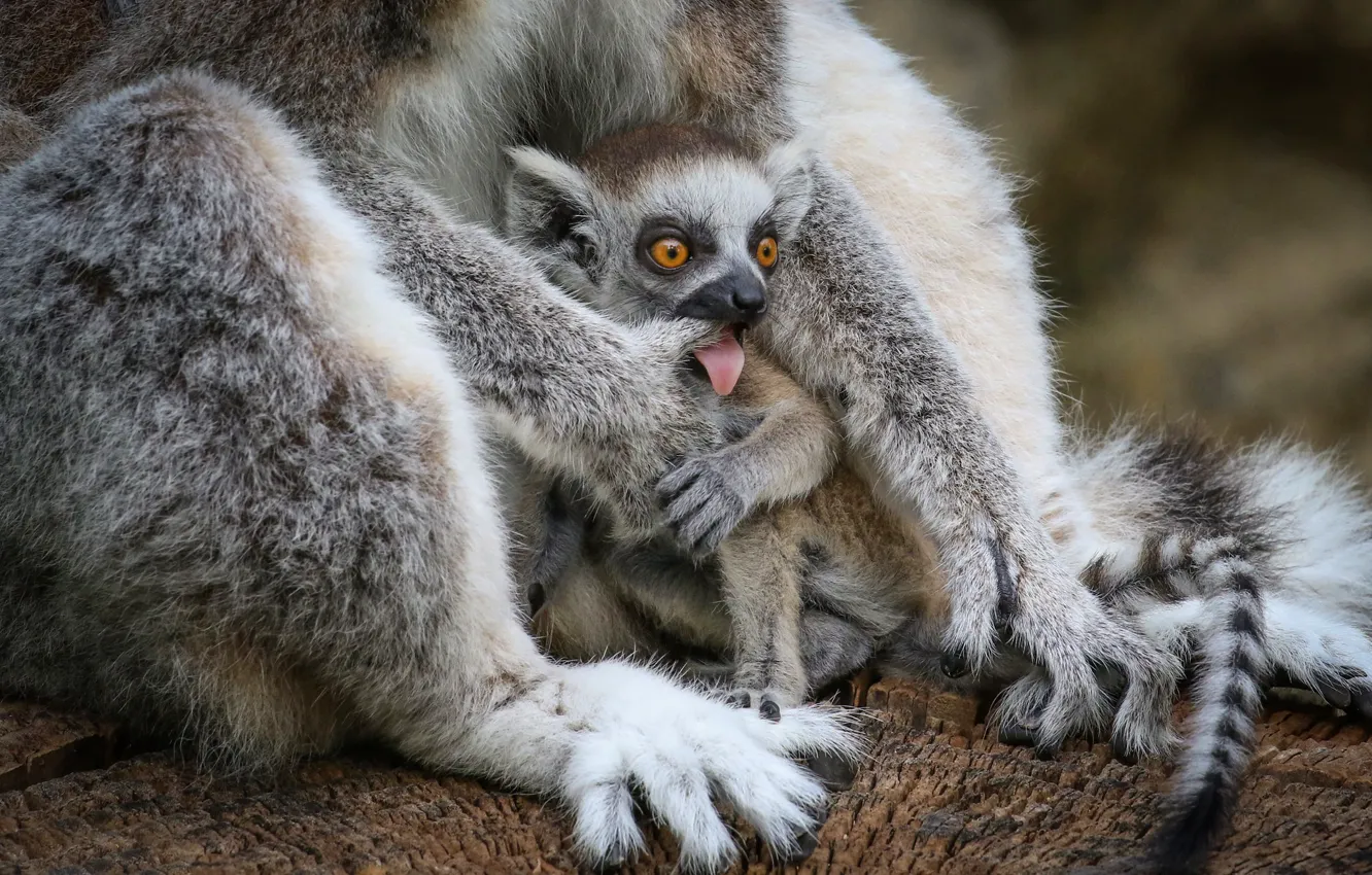 Photo wallpaper language, baby, lemur, cub