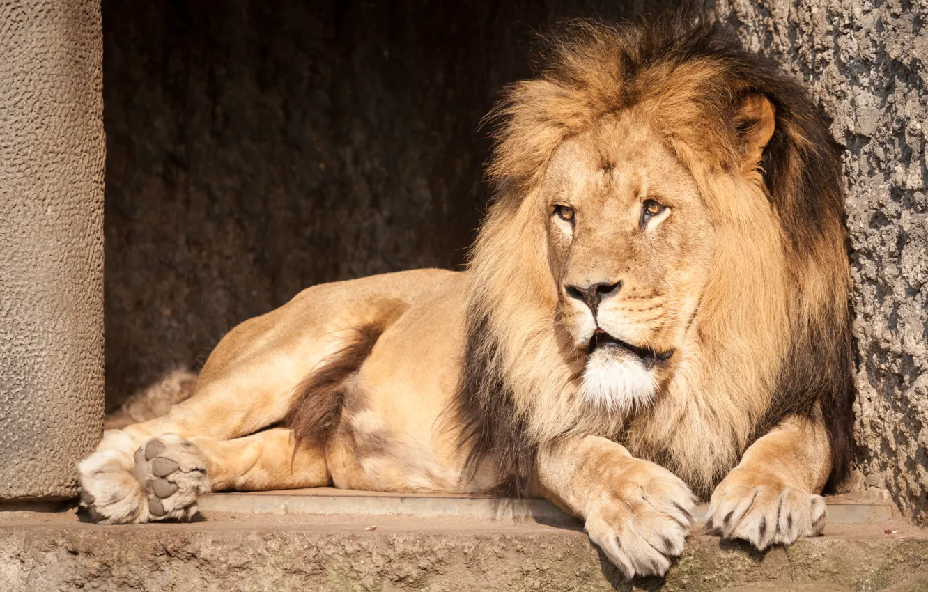 Photo wallpaper cat, stay, Leo, mane