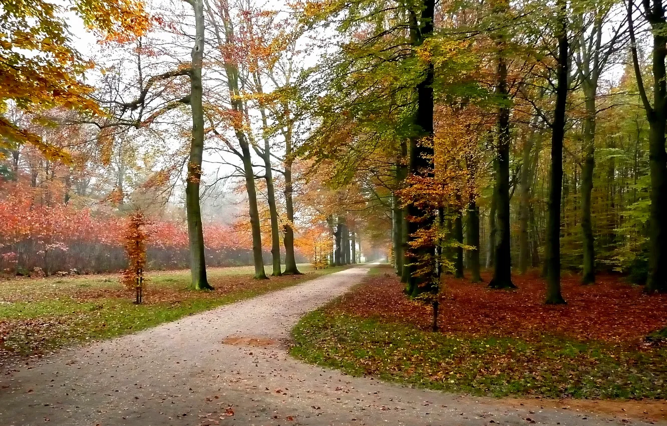 Photo wallpaper autumn, leaves, trees, Park, track, falling leaves, trees, nature