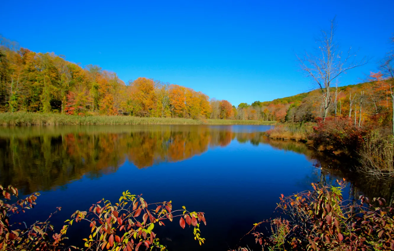 Photo wallpaper autumn, forest, the sky, trees, lake