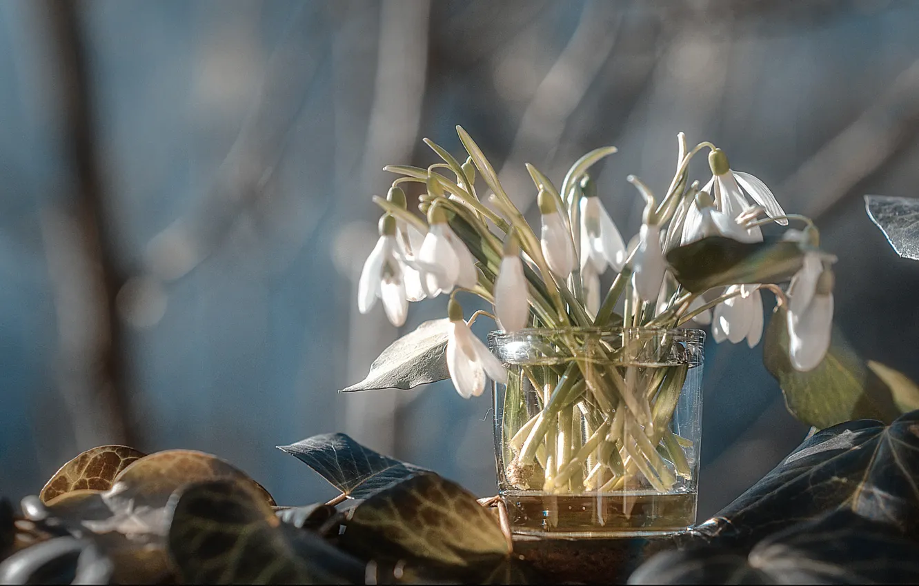 Photo wallpaper leaves, flowers, nature, glass, spring, snowdrops
