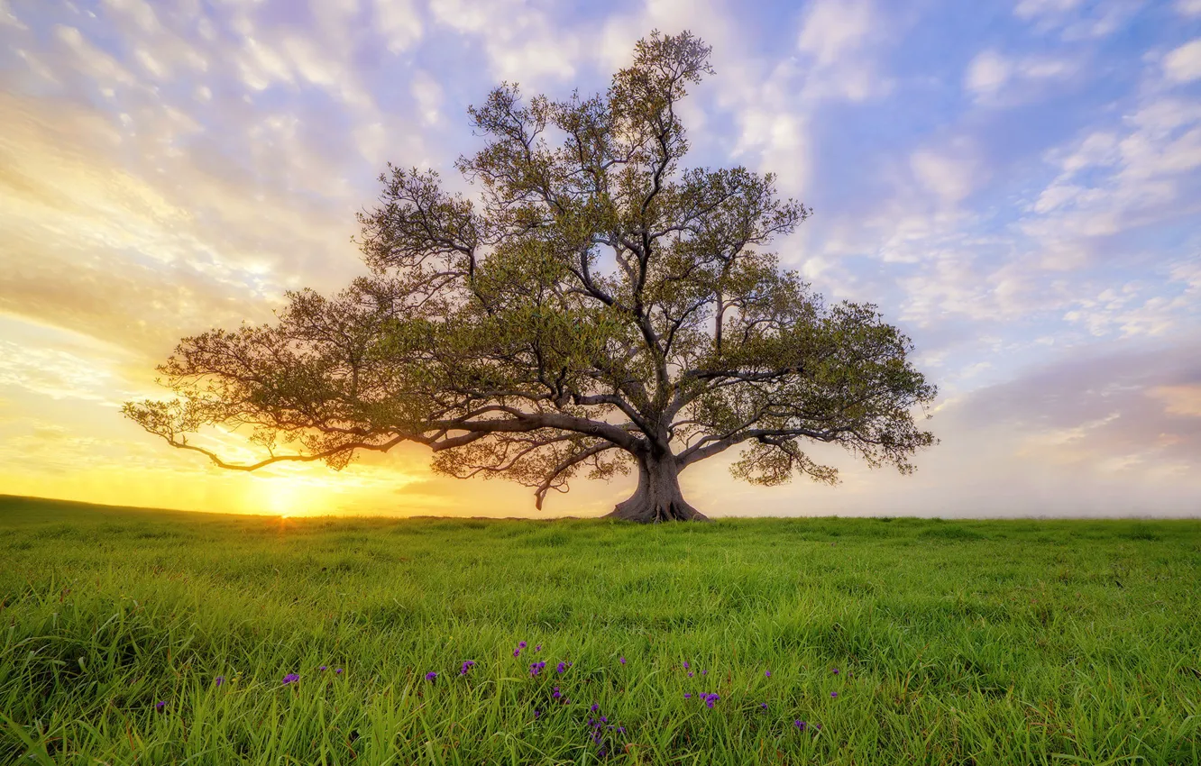 Photo wallpaper grass, tree, sun