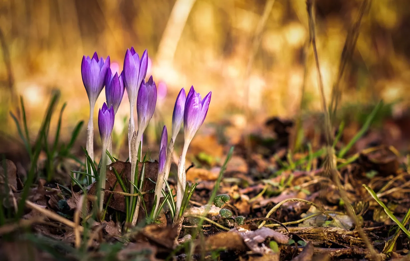 Photo wallpaper light, flowers, nature, glade, foliage, spring, crocuses, buds