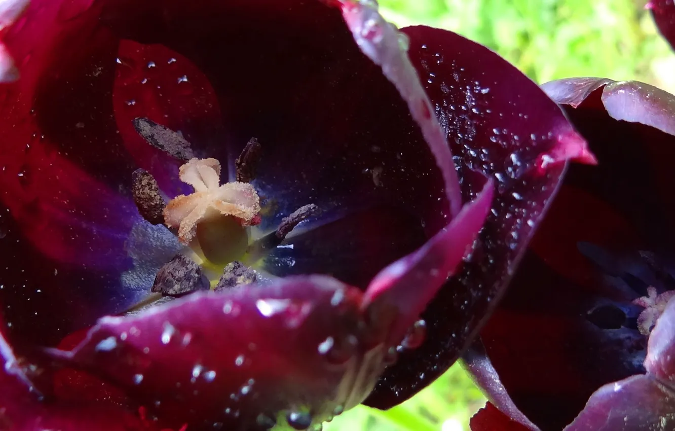 Photo wallpaper close-up, pollen, tulips, drops