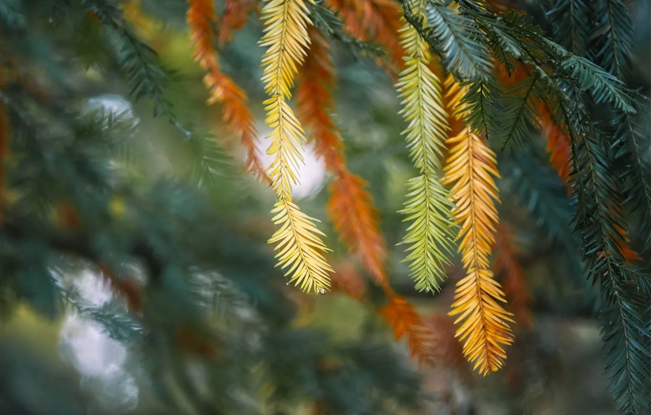 Photo wallpaper autumn, needles, branches, blur, needles, bokeh, larch