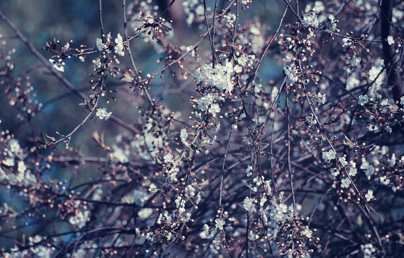 Photo wallpaper cherry flower, trees, cherry