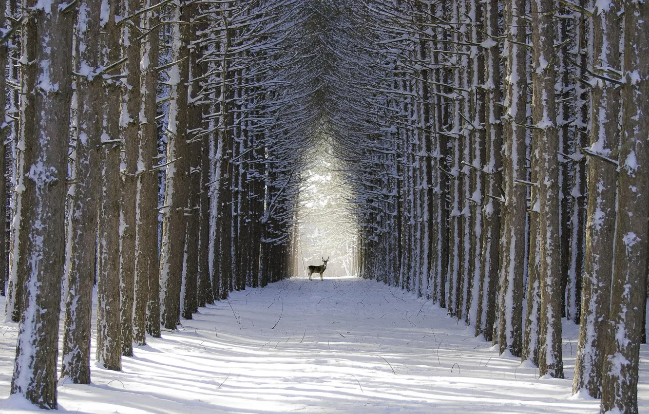 Photo wallpaper tree, deer, alley