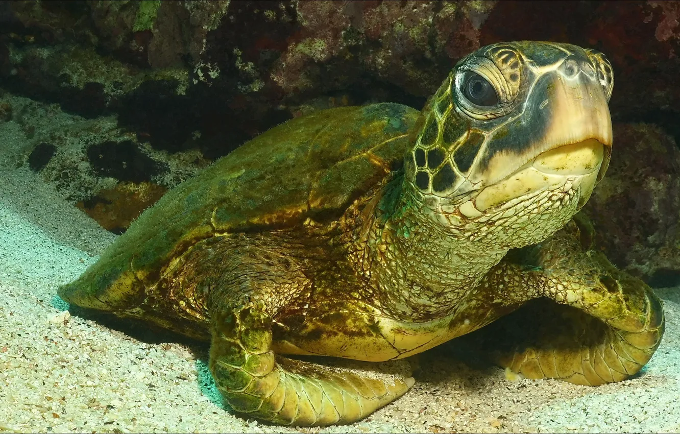 Photo wallpaper animal, turtle, underwater, animals, underwater, turtle