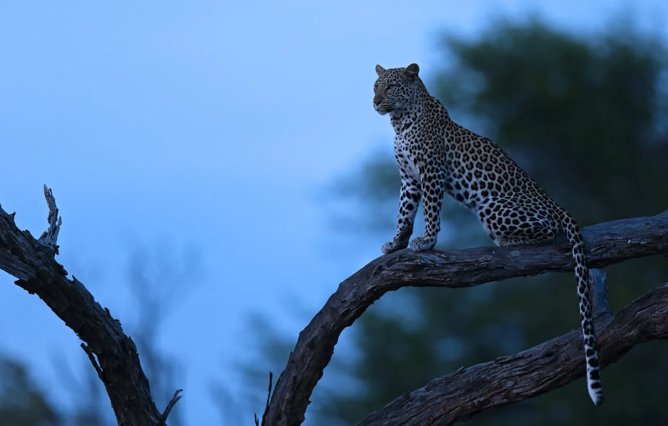 Photo wallpaper trees, night, nature, predator, leopard, Africa