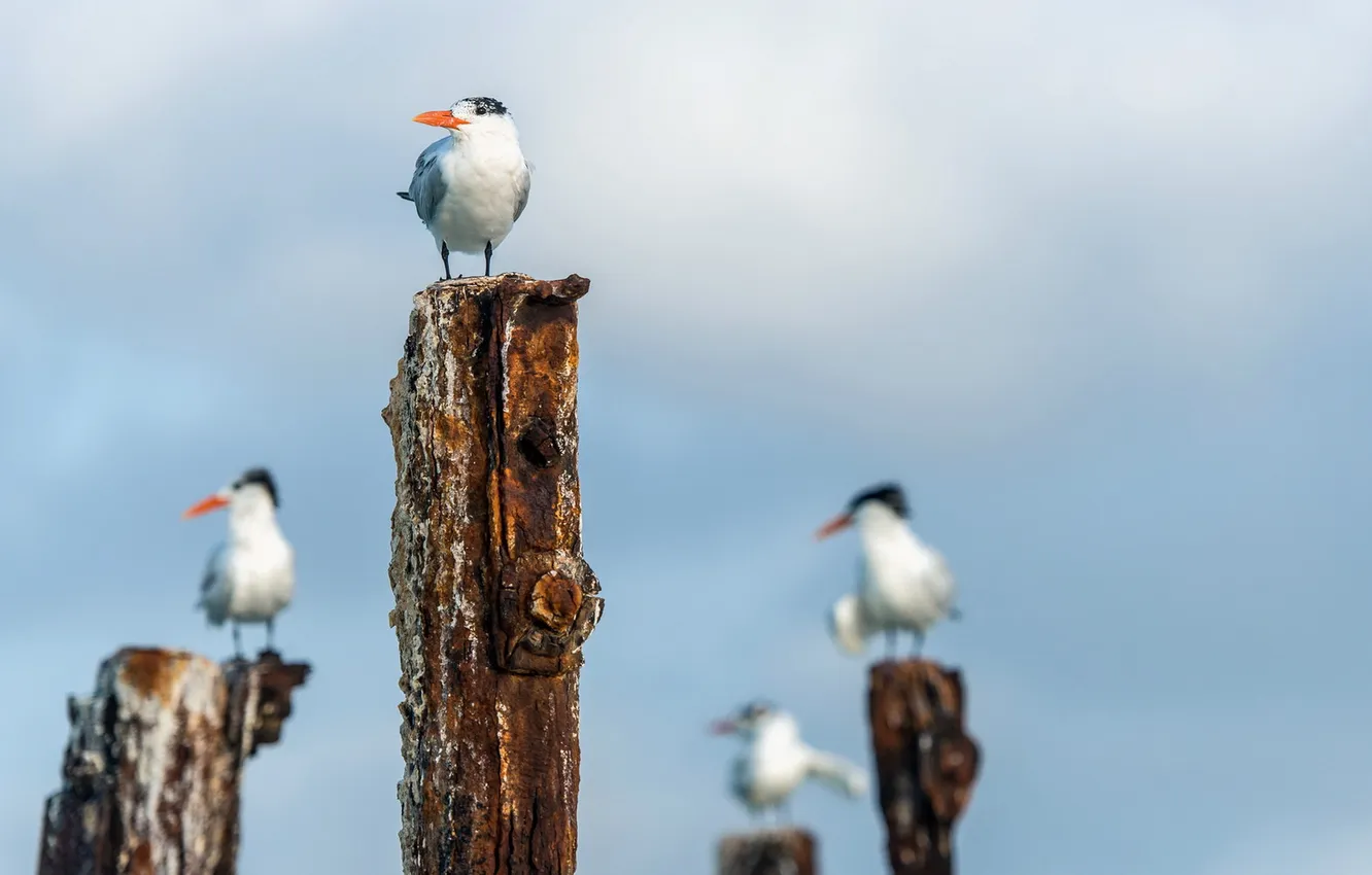 Photo wallpaper the sky, birds, nature