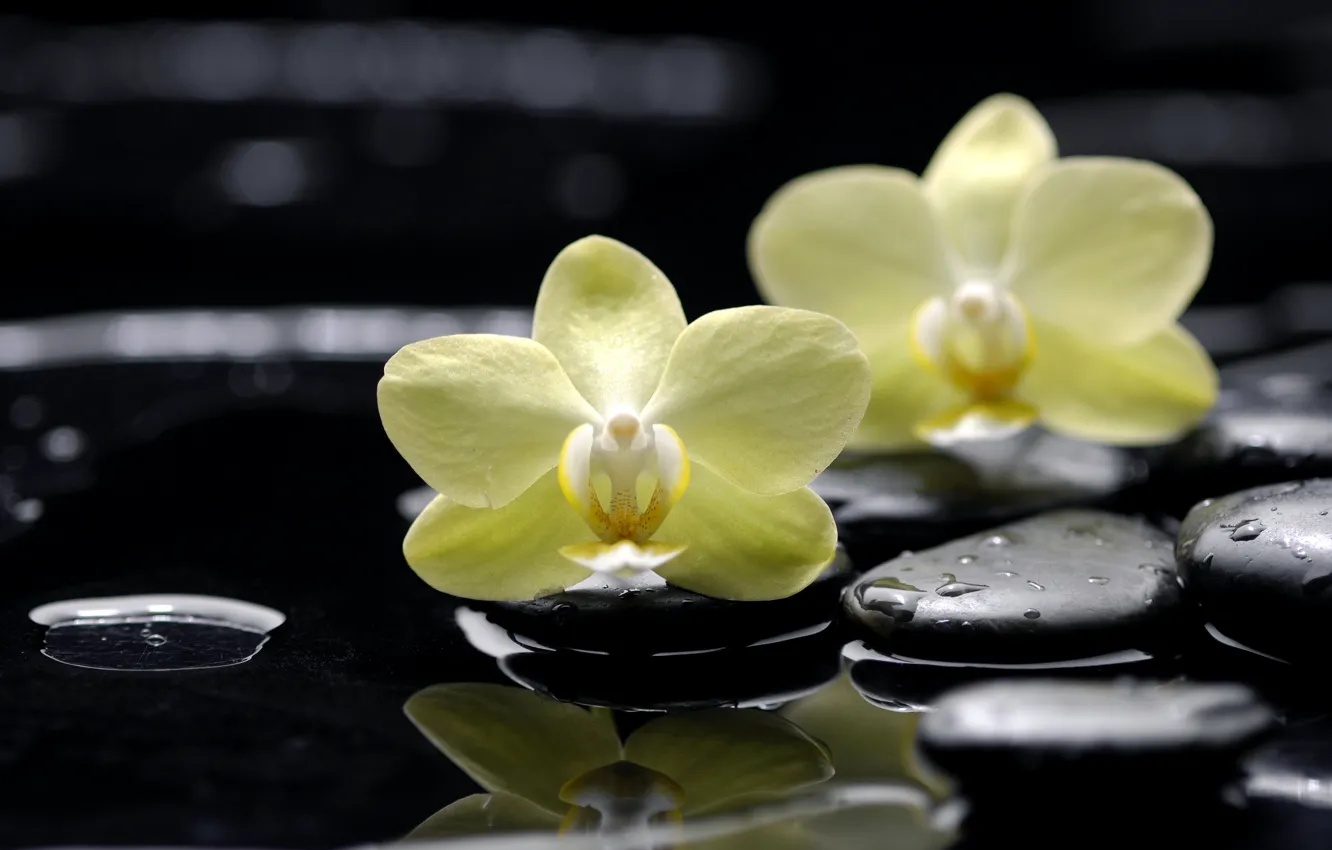 Photo wallpaper water, drops, flowers, yellow, reflection, stones, flat, black