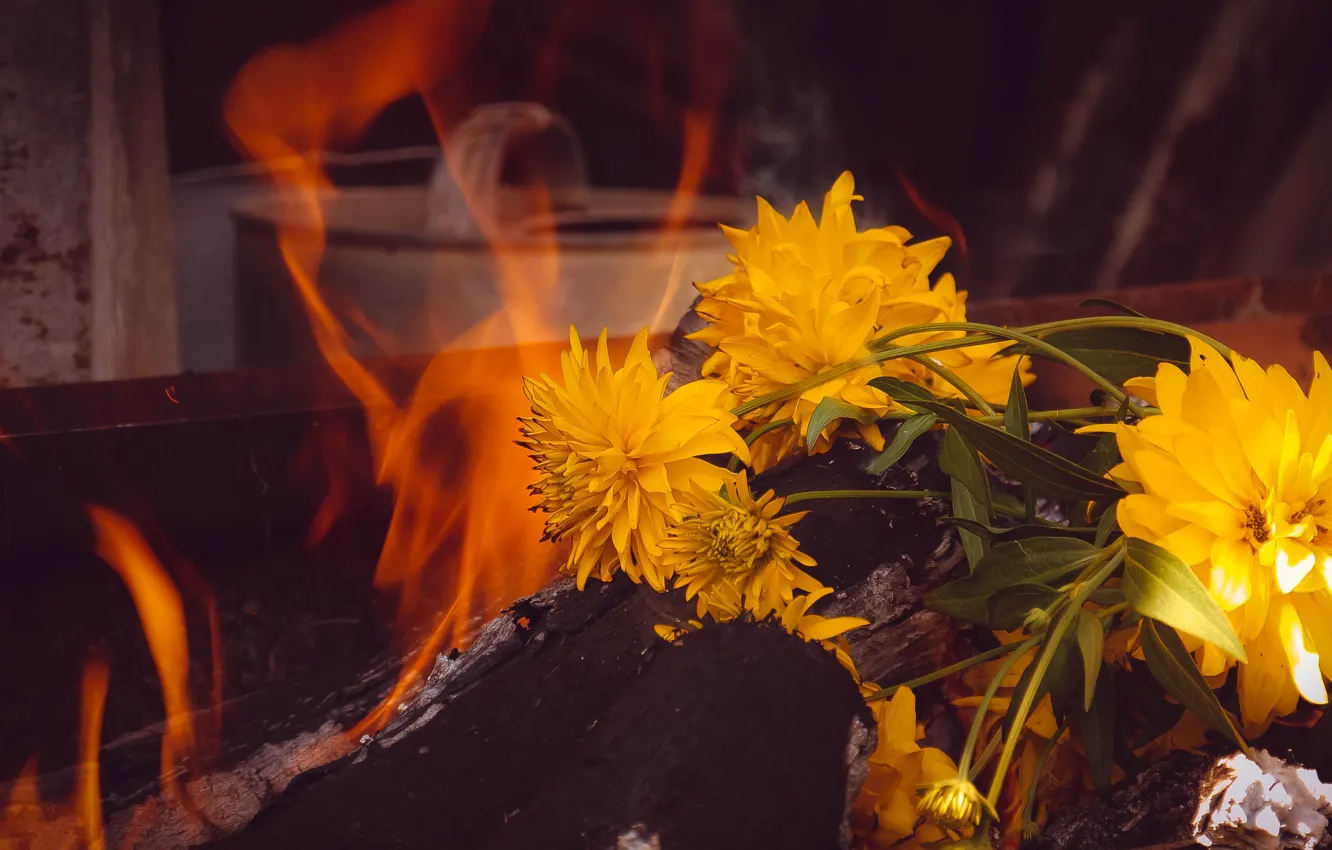 Photo wallpaper flowers, nature, lights, still life