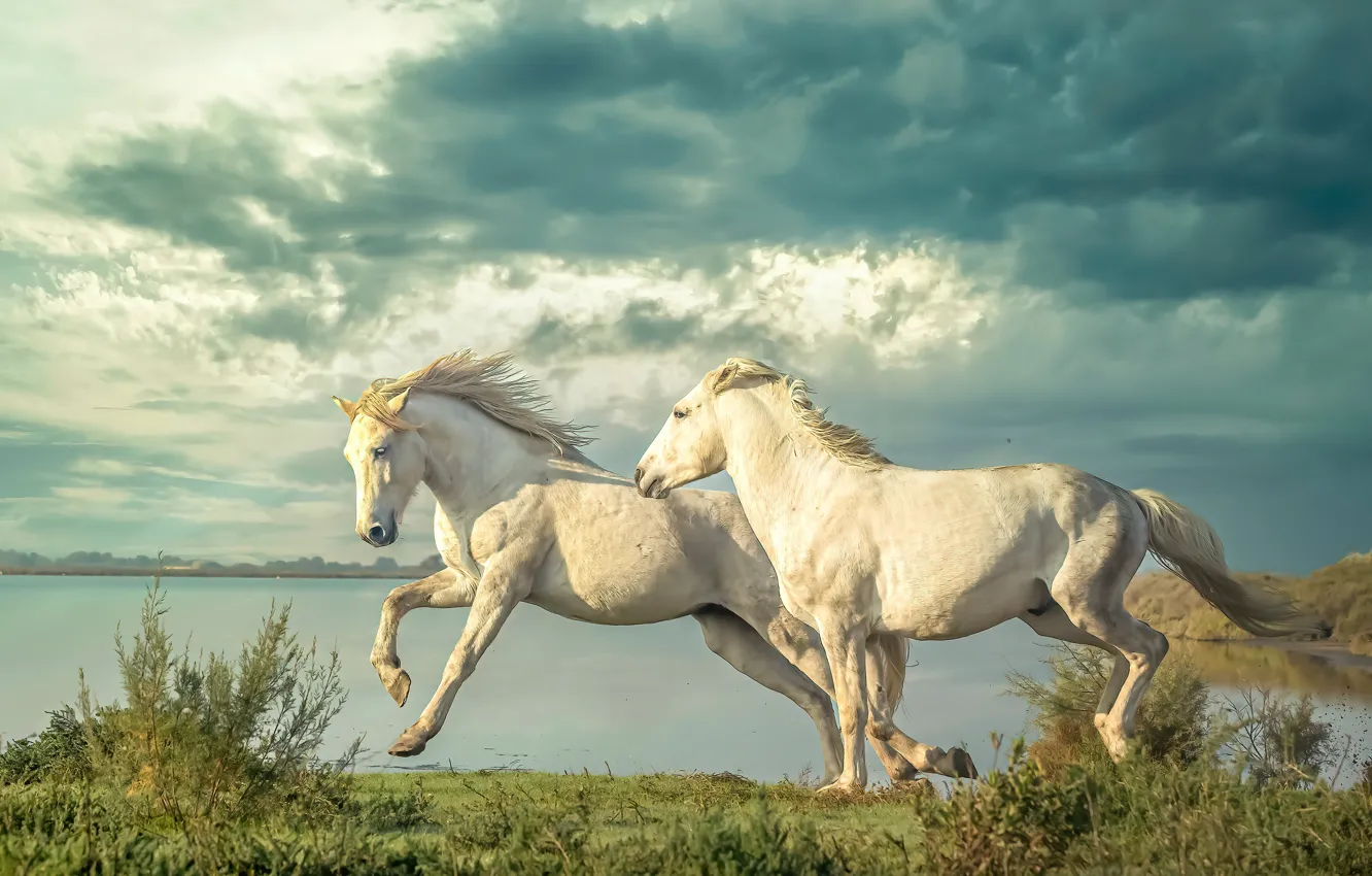 Photo wallpaper light, horse, horse, running, pair, pond