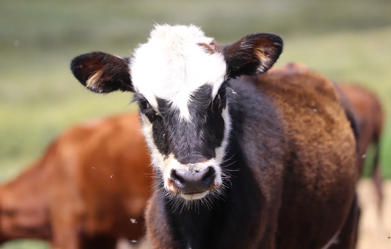 Photo wallpaper background, cows, calf