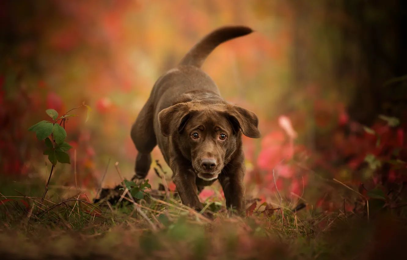 Photo wallpaper autumn, dog, puppy, bokeh, Labrador Retriever