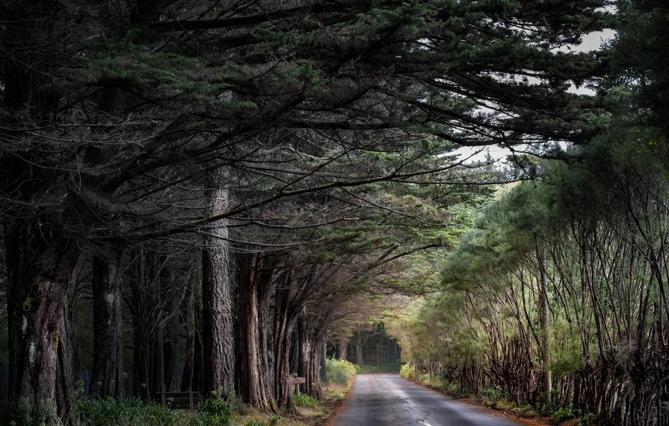 Photo wallpaper road, forest, nature