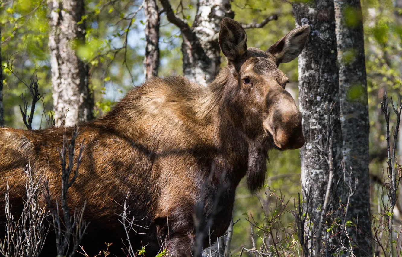 Photo wallpaper forest, look, face, light, trees, branches, nature, foliage