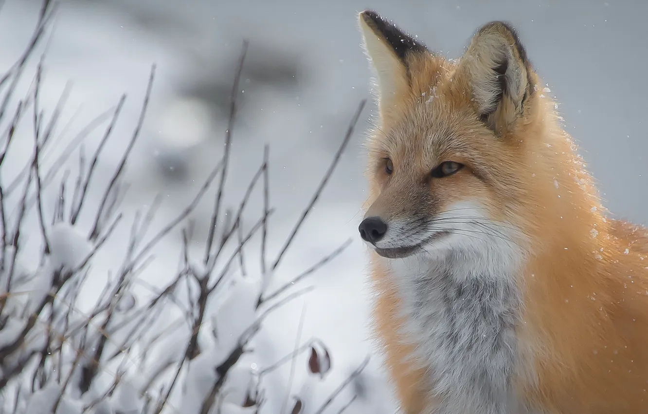 Photo wallpaper face, branches, portrait, Fox, beauty, red