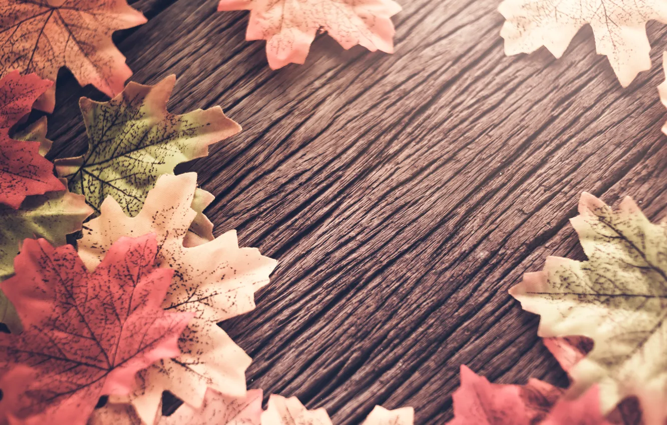 Photo wallpaper autumn, leaves, background, tree, wood, background, autumn, leaves