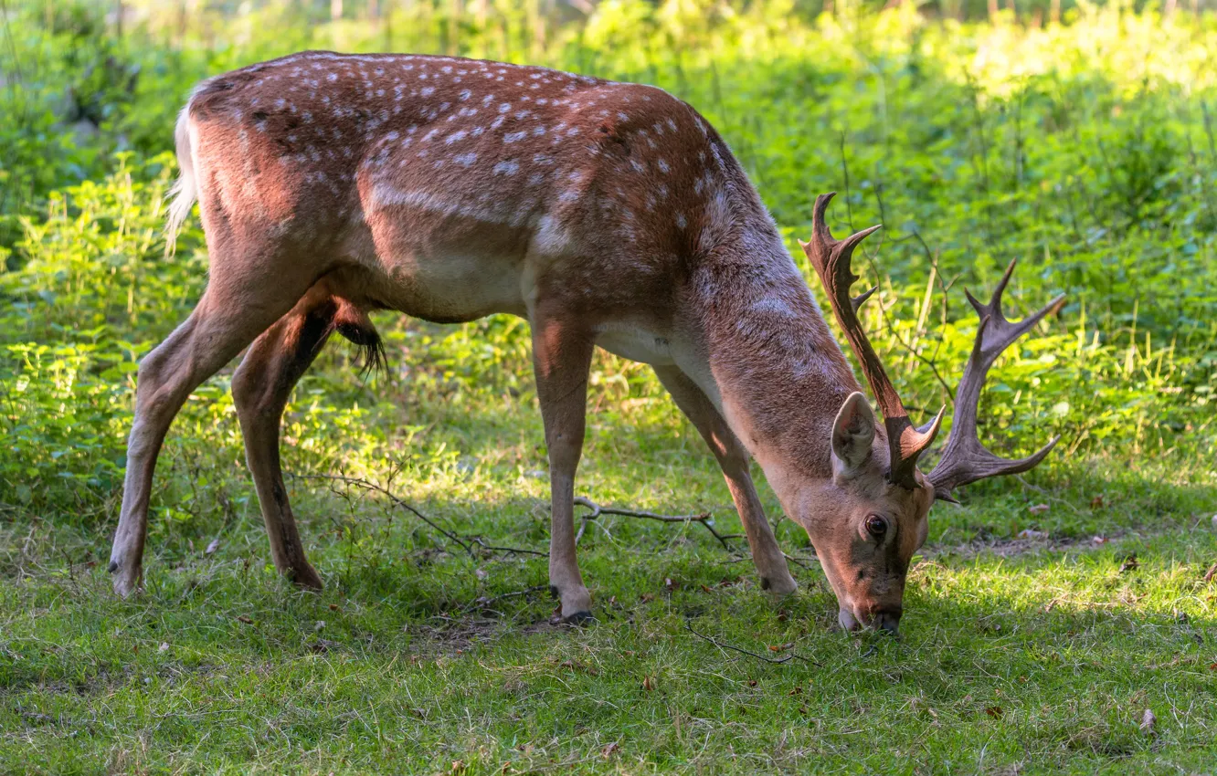 Photo wallpaper nature, deer, grazing