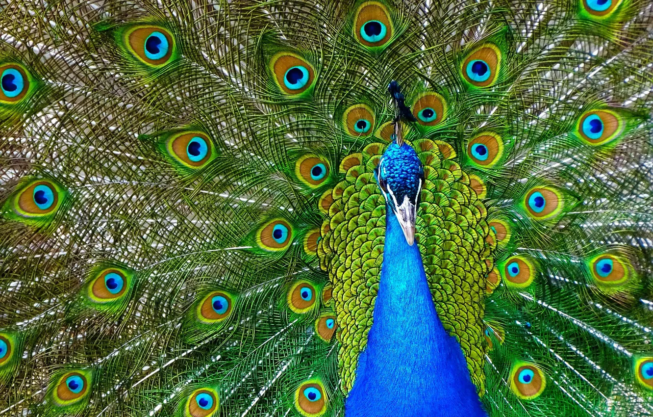 Photo wallpaper feathers, Bird, color, Peacock