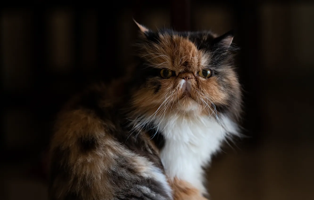 Photo wallpaper cat, look, background, portrait, muzzle, cat, Persian cat