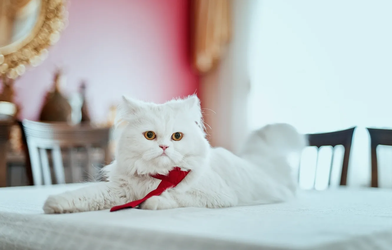 Photo wallpaper cat, look, fluffy, pers, tie, on the table, Persian cat