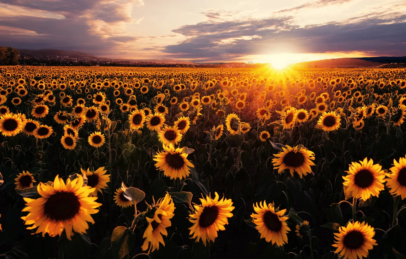 Photo wallpaper field, the sun, sunflowers, sunset, flowers, yellow, the evening, plantation