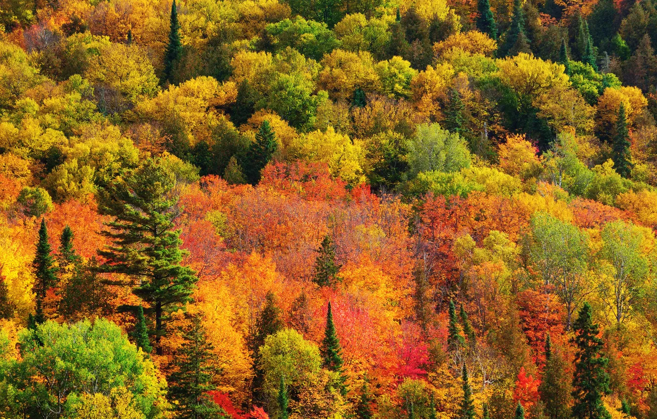 Photo wallpaper autumn, forest, paint, Nature, Canada, Ontario