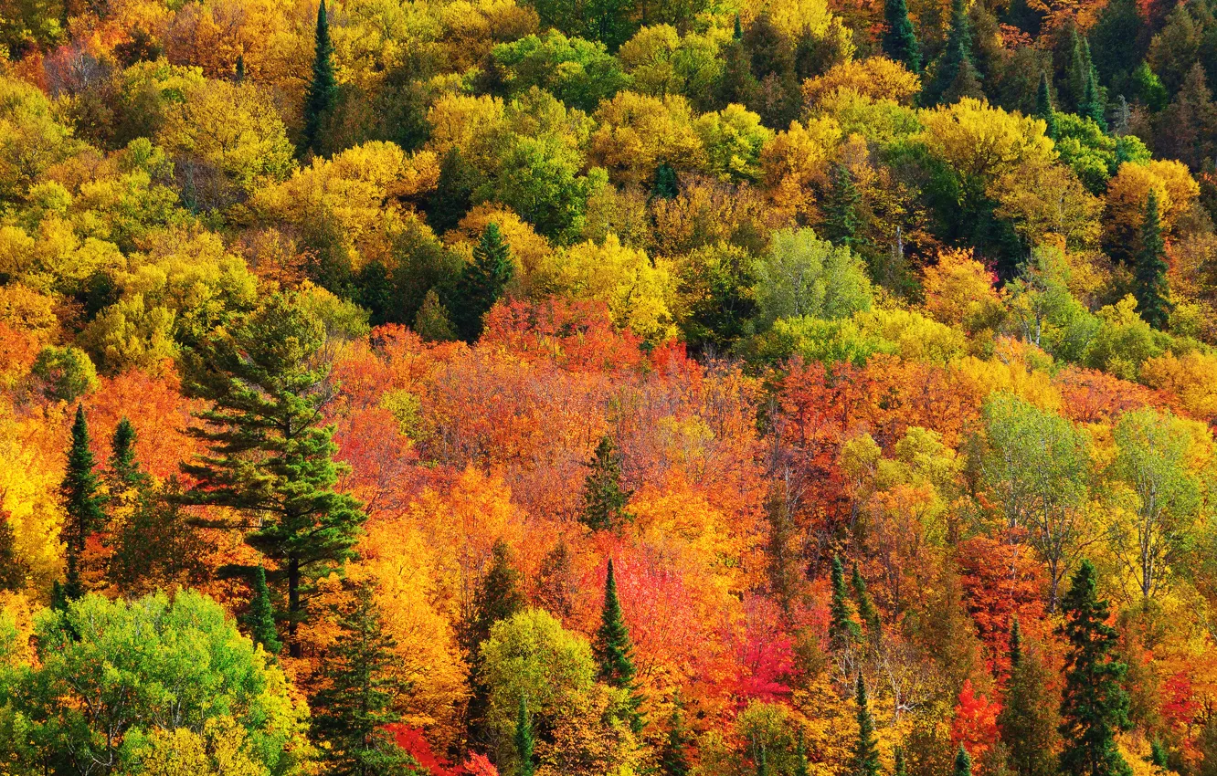 Photo wallpaper autumn, forest, nature, paint, Canada, Ontario