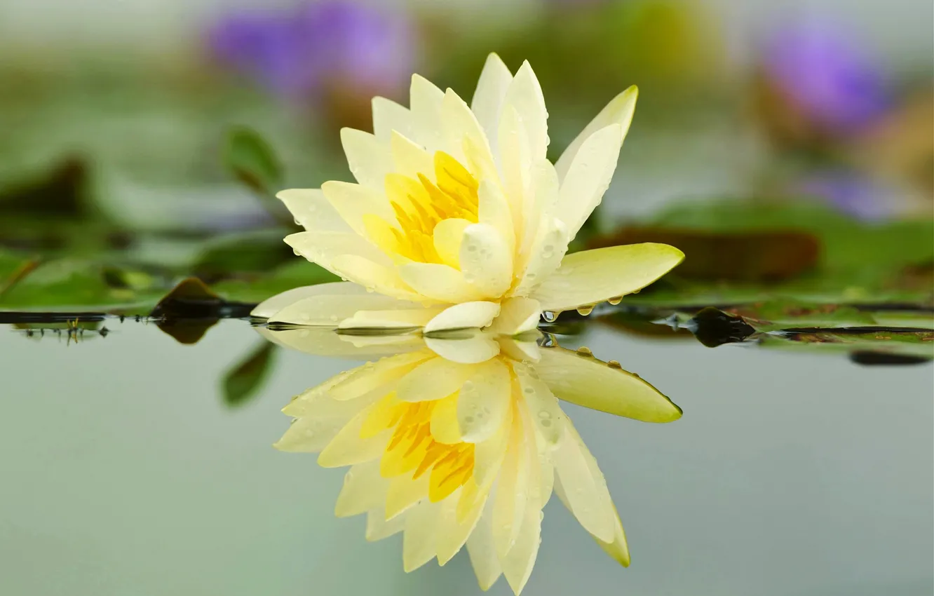 Photo wallpaper flower, water, drops, pond, river, Lily, petals
