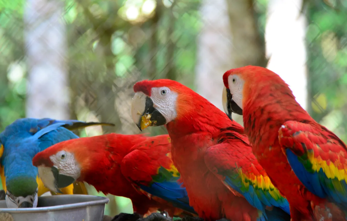 Photo wallpaper birds, stay, feathers, parrots
