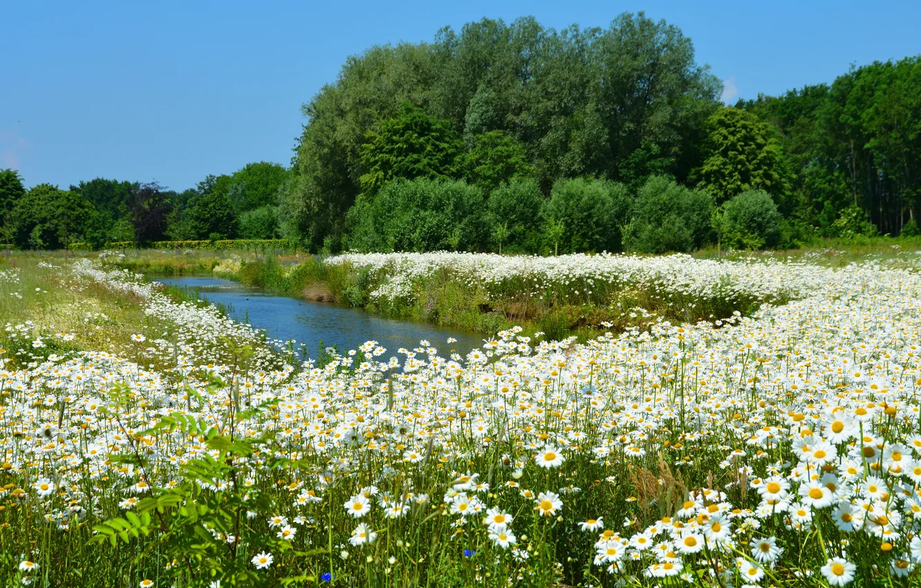 Photo wallpaper summer, trees, flowers, pond, thickets, shore, glade, chamomile