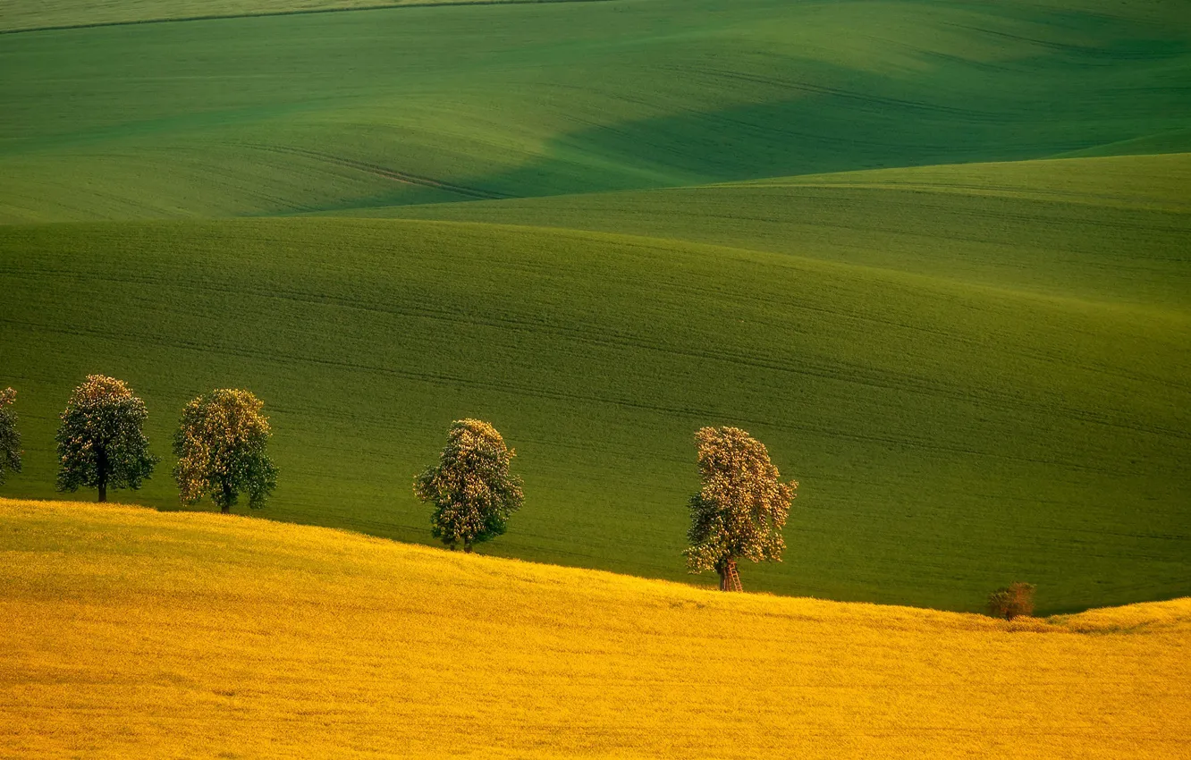 Photo wallpaper trees, field, Czech Republic, Czech Republic, South Moravia, South Moravia