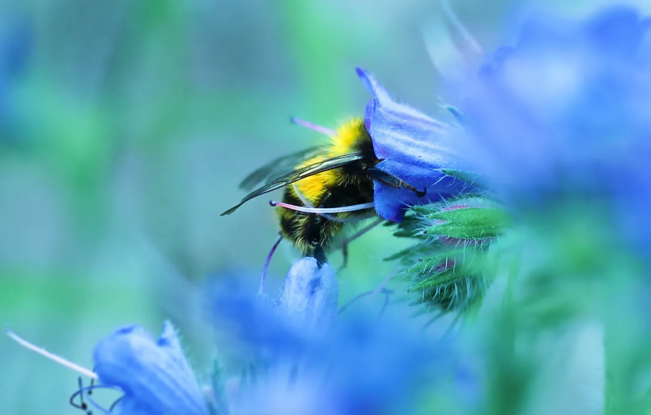 Photo wallpaper flowers, bee, bumblebee
