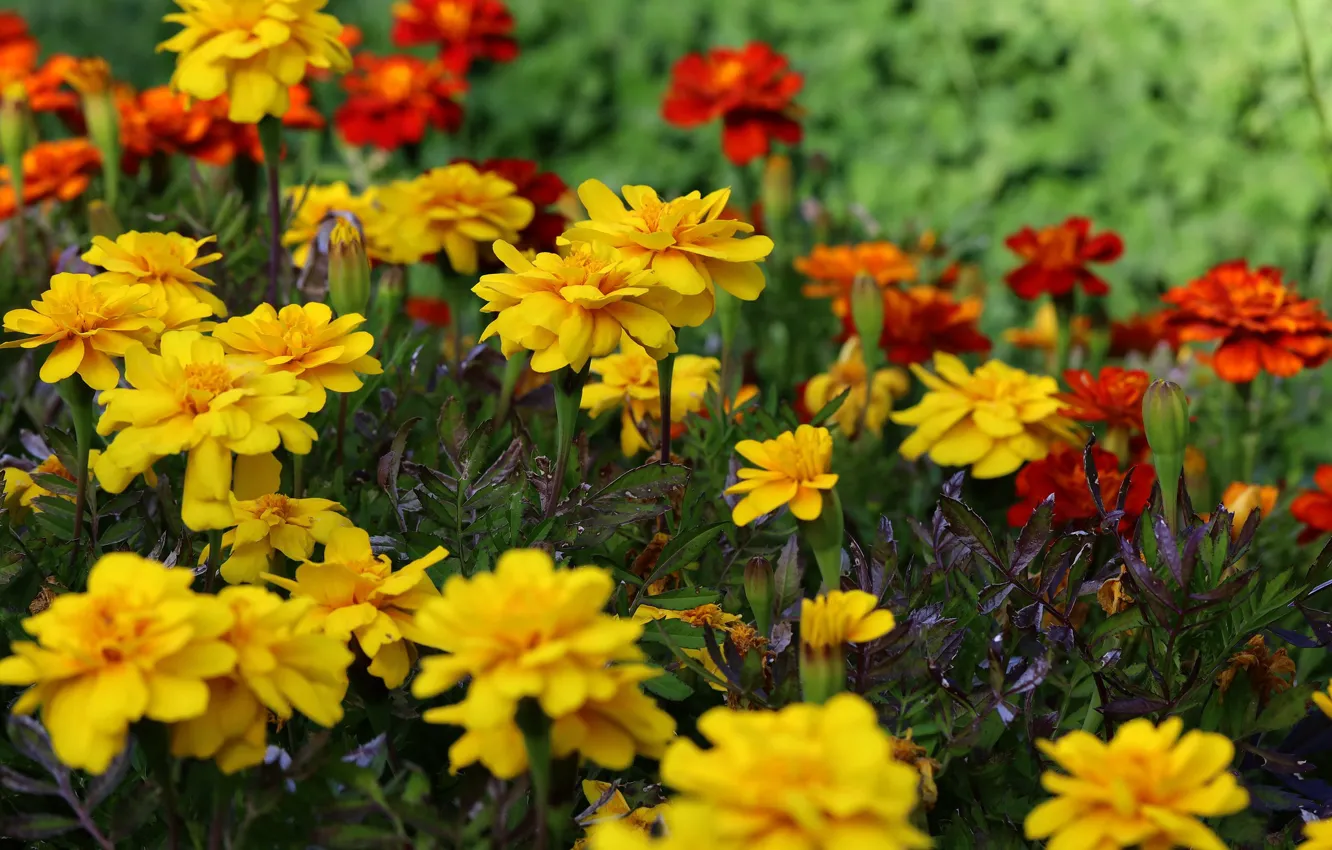 Photo wallpaper flowers, yellow, red, garden, flowerbed, marigolds
