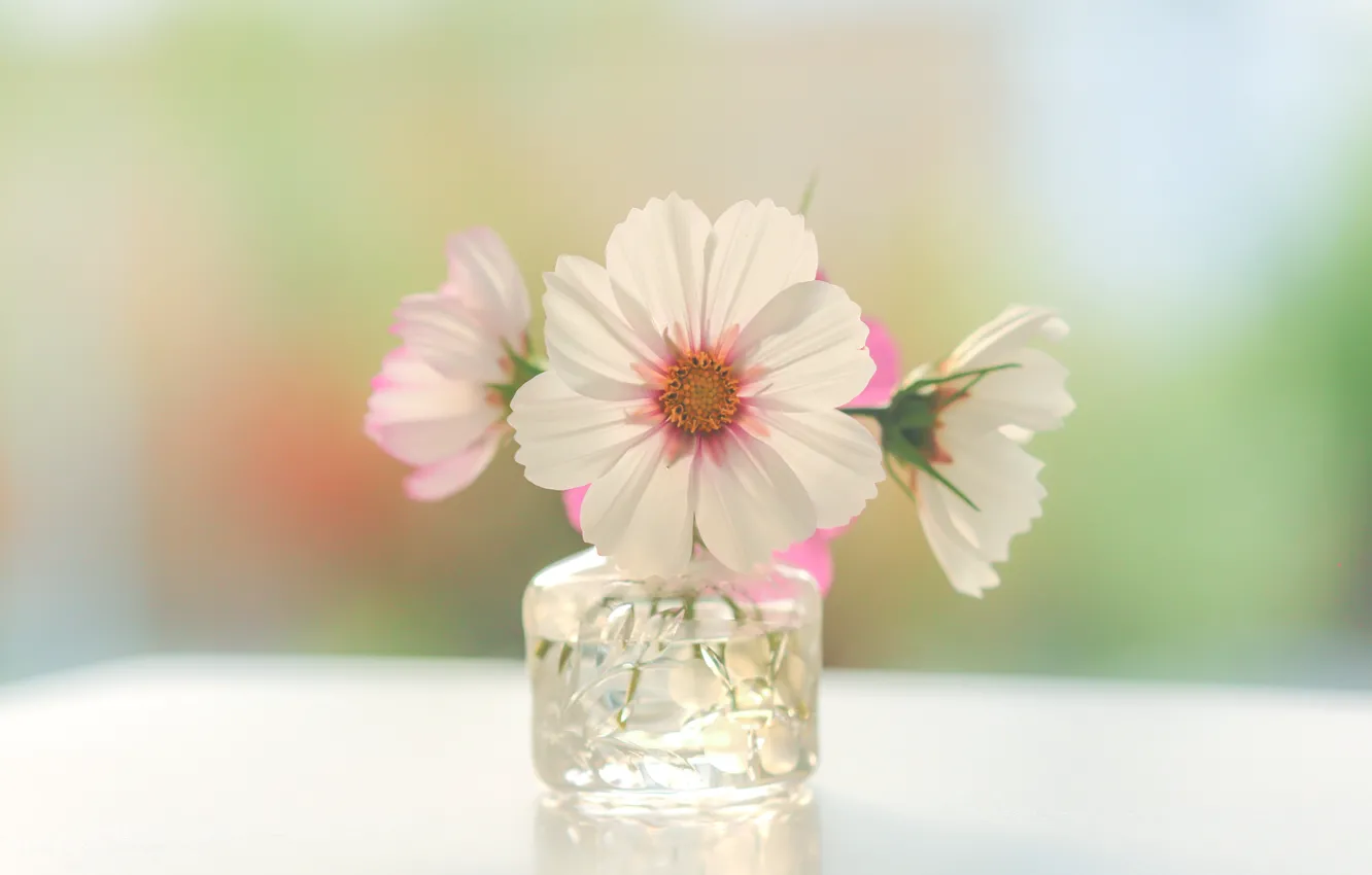 Photo wallpaper water, light, flowers, table, bouquet, pink, white, light background