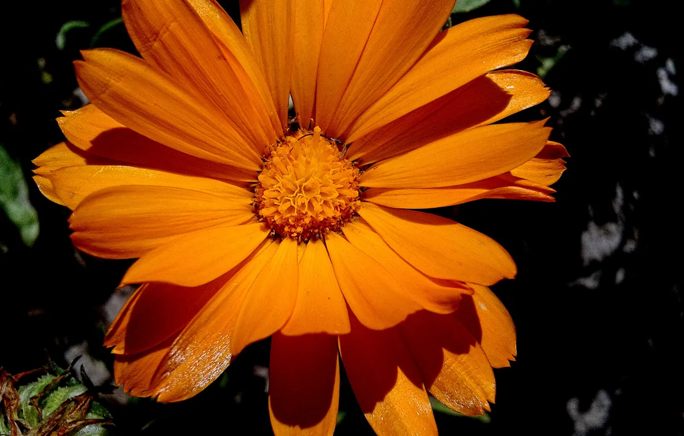 Photo wallpaper flowers, nature, calendula