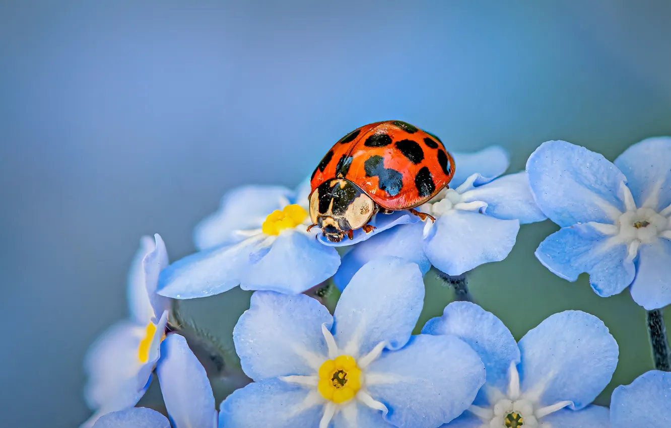 Photo wallpaper flowers, background, ladybug, beetle, blue, blue background, forget-me-nots