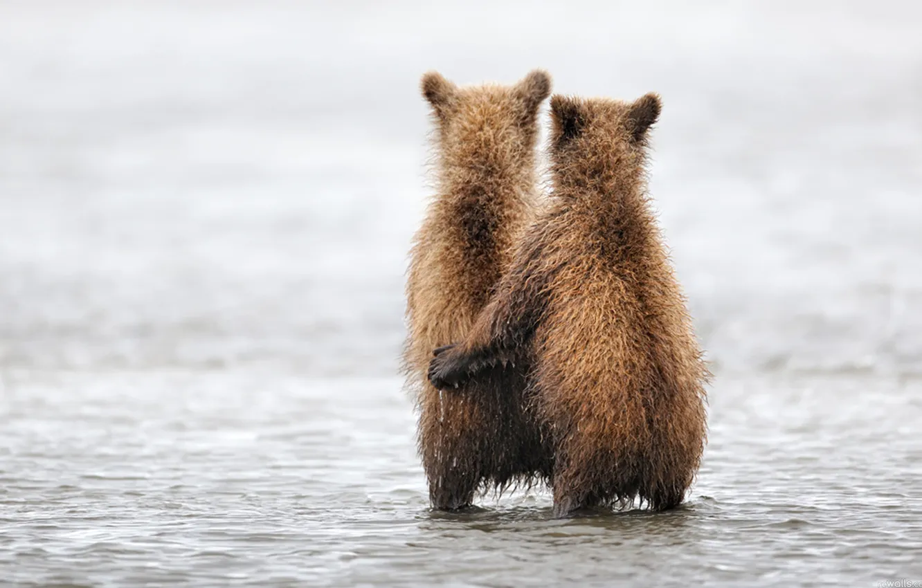 Photo wallpaper animal, bear, bear, hugs