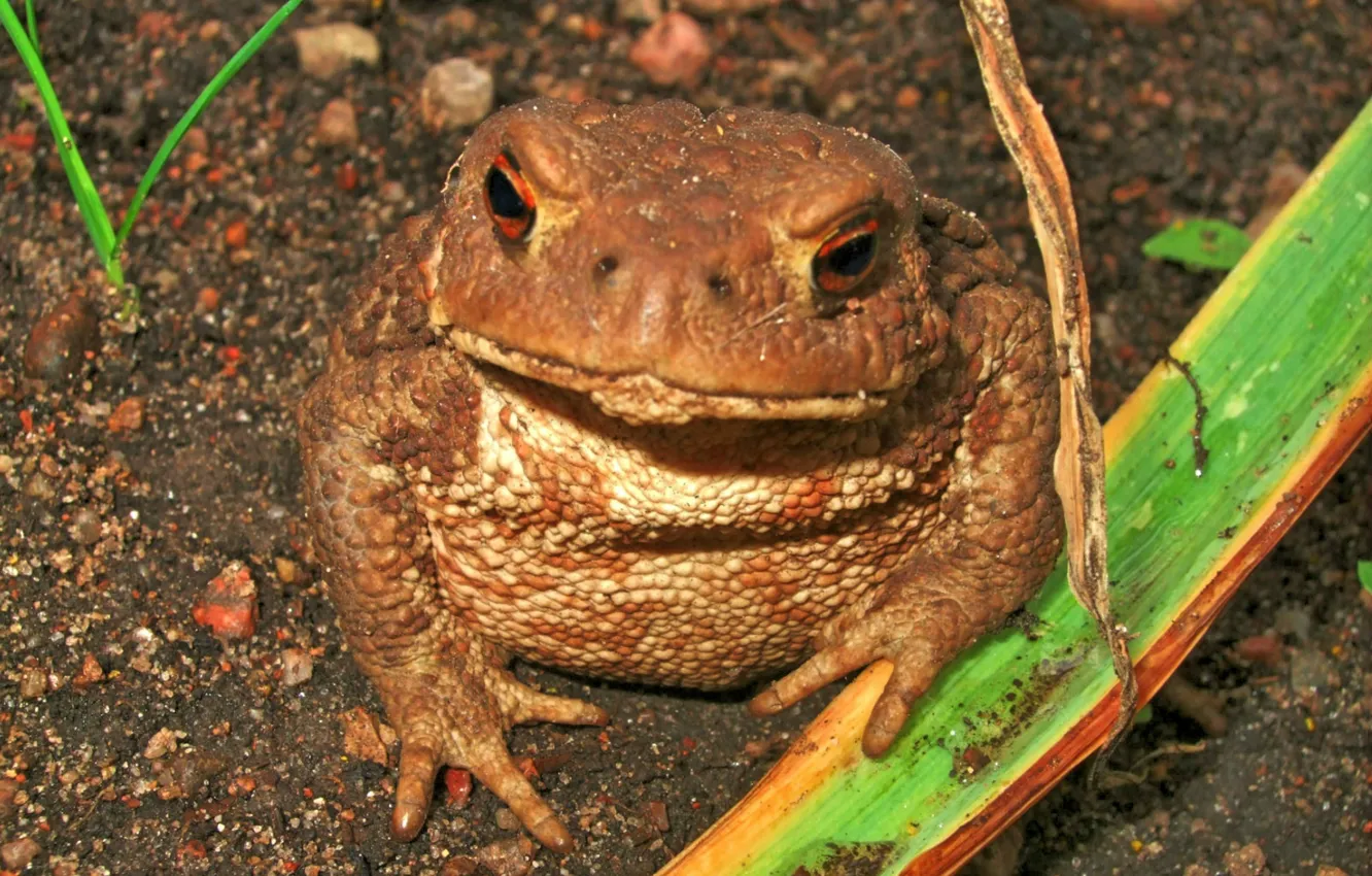 Photo wallpaper macro, animal, toad