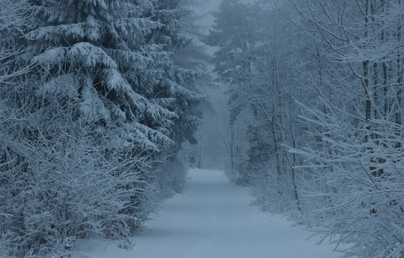 Photo wallpaper winter, forest, snow, fog, morning, frost