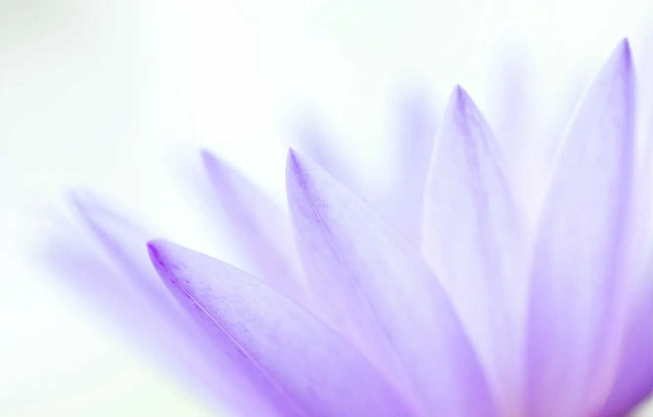 Photo wallpaper flowers, nature, plant, petals