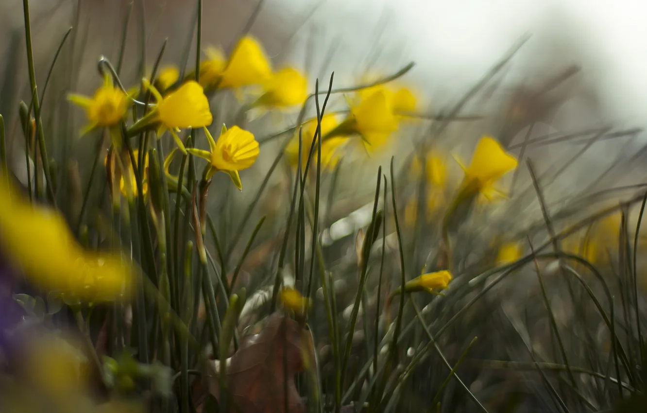 Photo wallpaper summer, grass, flowers, nature